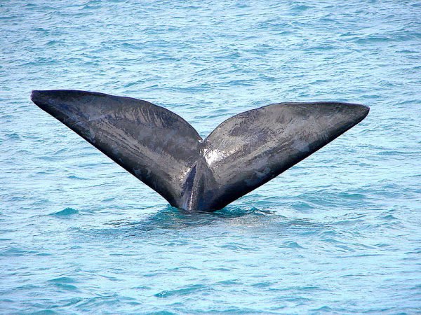 800px Southern Right Whale Hermanus South Africa