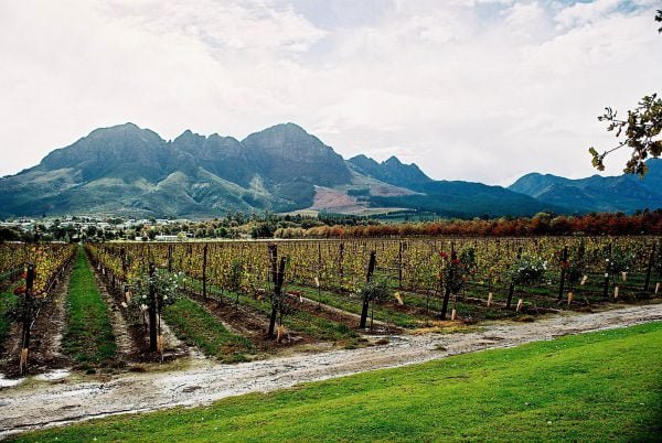 Cape Winelands 1