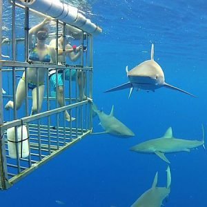 Shark Cage Diving 1