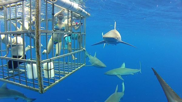 Shark Cage Diving 1